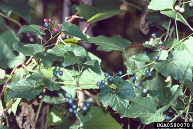 Amur peppervine, Ampelopsis brevipedunculata  (Rhamnales: Vitaceae) - 0580070