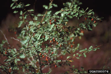 Japanese barberry, Berberis thunbergii  (Ranunculales: Berberidaceae) - 0580076