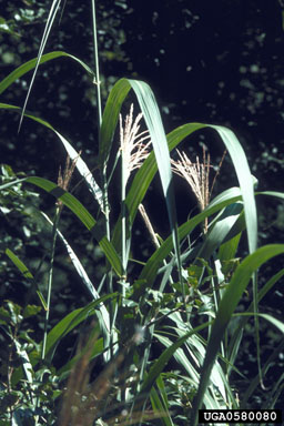 Chinese silvergrass, Miscanthus sinensis  (Cyperales: Poaceae) - 0580080