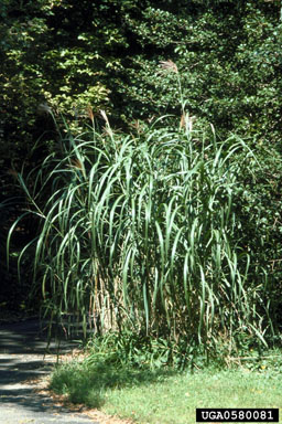 Chinese silvergrass, Miscanthus sinensis  (Cyperales: Poaceae) - 0580081
