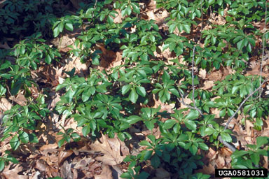 Japanese pachysandra, Pachysandra terminalis  (Euphorbiales: Buxaceae) - 0581031