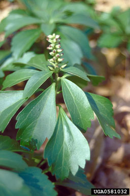 Japanese pachysandra, Pachysandra terminalis  (Euphorbiales: Buxaceae) - 0581032