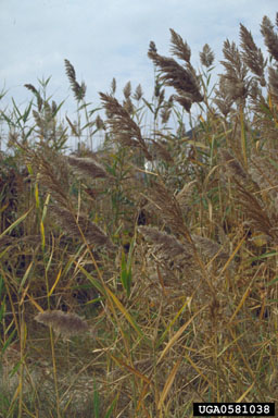 common reed, Phragmites australis  (Cyperales: Poaceae) - 0581038