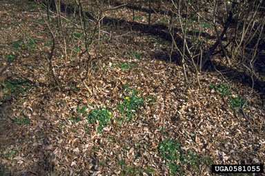 lesser celandine, fig buttercup, Ficaria verna  (Ranunculales: Ranunculaceae) - 0581055