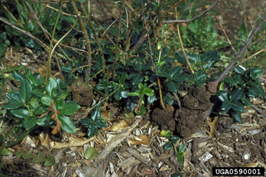 crown gall, Rhizobium radiobacter  (Rhizobiales: Rhizobiaceae) - 0590001