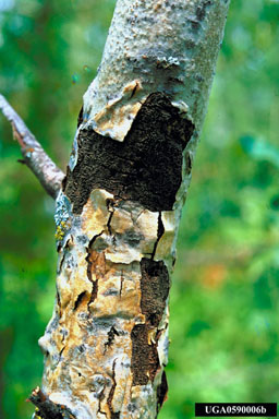 Hypoxylon canker of aspen, Entoleuca mammata  (Xylariales: Xylariaceae) - 0590006