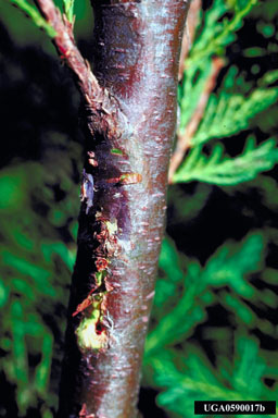 Botryosphaeria canker, Botryosphaeria dothidea  (Incertae sedis: Botryosphaeriaceae) - 0590017
