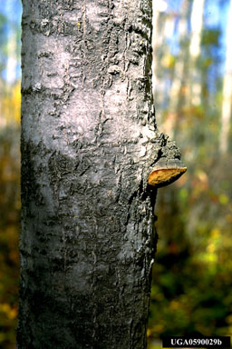 false tinder polypore, Phellinus igniarius  (Hymenochaetales: Hymenochaetaceae) - 0590029