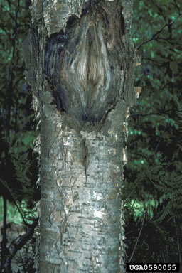 dogwood anthracnose, Discula destructiva  (Diaporthales: Valsaceae) - 0590055