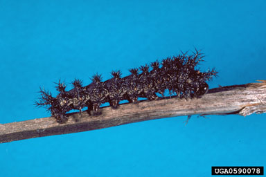 buck moth, Hemileuca maia  (Lepidoptera: Saturniidae) - 0590078