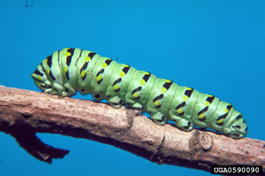 swallowtail butterflies, Papilio spp.  (Lepidoptera: Papilionidae) - 0590090