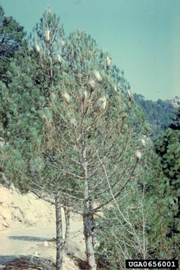 pine processionary moth (Thaumetopoea pityocampa ) on maritime pine (Pinus pinaster ) - 0656001