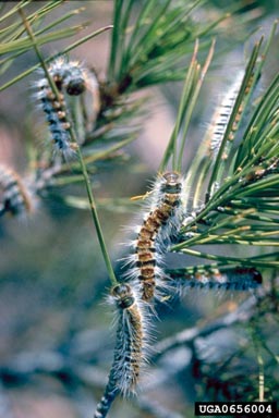 pine processionary moth (Thaumetopoea pityocampa ) on pine (Pinus spp. ) - 0656004