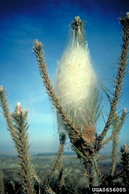 pine processionary moth (Thaumetopoea pityocampa ) on pine (Pinus spp. ) - 0656005