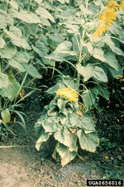 downy mildew (Plasmopara halstedii ) on common sunflower (Helianthus annuus ) - 0656016