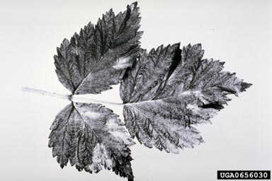 Tomato Black Ring Virus (Nepovirus TBRV ) on European red raspberry (Rubus idaeus ) - 0656030