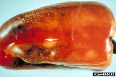 Tomato Spotted Wilt Virus (Tospovirus TSWV ) on sweet pepper (Capsicum annuum ) - 0656035
