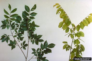 Elm yellows (Phytoplasma  ) on elm (Ulmus spp. ) - 0656057