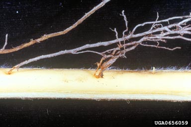 Elm yellows (Phytoplasma  ) on American elm (Ulmus americana ) - 0656059