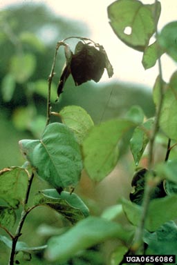 fire blight (Erwinia amylovora ) on quince (Cydonia oblonga ) - 0656086