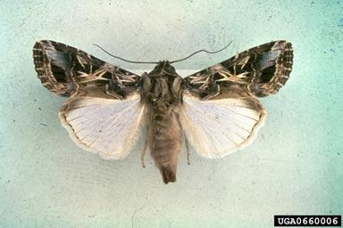 Egyptian cottonworm, Spodoptera littoralis  (Lepidoptera: Noctuidae) - 0660006