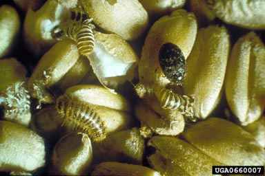 khapra beetle (Trogoderma granarium ) on common wheat (Triticum aestivum ) - 0660007