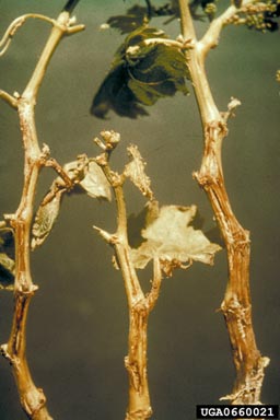 bacterial blight (Xylophilus ampelinus ) on wine grape (Vitis vinifera ) - 0660021