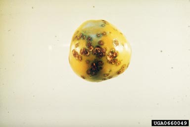 bacterial spot (Xanthomonas vesicatoria ) on tomato (Lycopersicon esculentum ) - 0660049