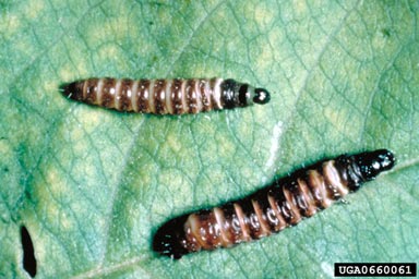 peach twig borer, Anarsia lineatella  (Lepidoptera: Gelechiidae) - 0660061