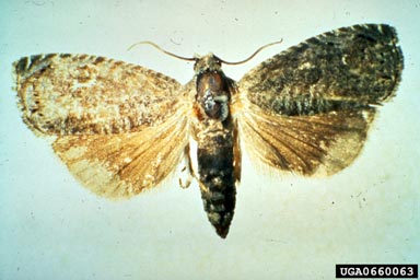 Oriental fruit moth, Grapholita molesta  (Lepidoptera: Tortricidae) - 0660063