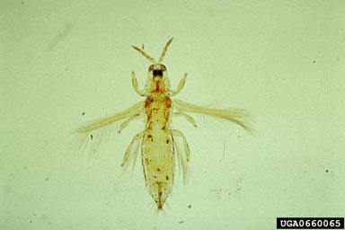 melon thrips, Thrips palmi  (Thysanoptera: Thripidae) - 0660065