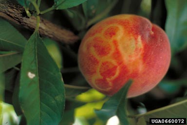Plum Pox Virus (Potyvirus PPV ) on peach (Prunus persica ) - 0660072