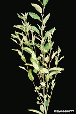 apple proliferation phytoplasma (Candidatus Phytoplasma mali AP-MLO) on paradise apple (Malus pumila ) - 0660077