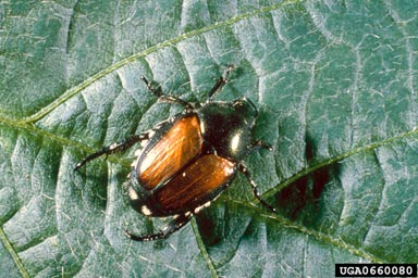 Japanese beetle, Popillia japonica  (Coleoptera: Scarabaeidae) - 0660080
