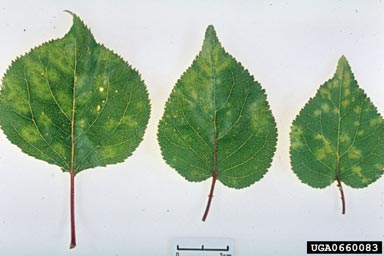 Plum Pox Virus (Potyvirus PPV ) on apricot (Prunus armeniaca ) - 0660083