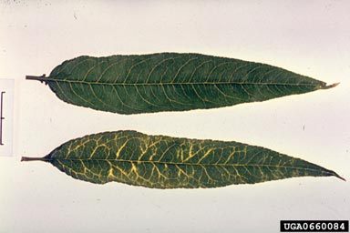 Plum Pox Virus (Potyvirus PPV ) on peach (Prunus persica ) - 0660084