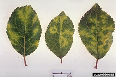 Plum Pox Virus (Potyvirus PPV ) on garden plum (Prunus domestica ) - 0660085