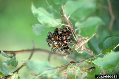 Japanese beetle (Popillia japonica ) on paradise apple (Malus pumila ) - 0660087