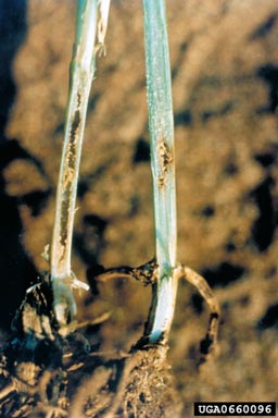 Argentine stem weevil (Listronotus bonariensis ) on ryegrass (Lolium spp. ) - 0660096