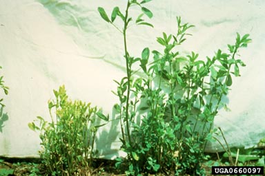 bacterial wilt (Clavibacter michiganensis ssp. insidiosus) on alfalfa (Medicago sativa ) - 0660097