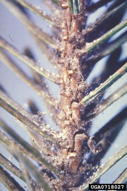 spruce spider mite, Oligonychus ununguis  (Acari: Tetranychidae) - 0718027