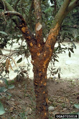 Citrus Ringspot Virus (Unassigned  ) on orange (Citrus x sinensis ) - 0725018