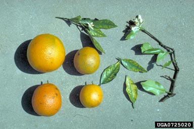 citrus blight disease (  ) on citrus (Citrus spp. ) - 0725020