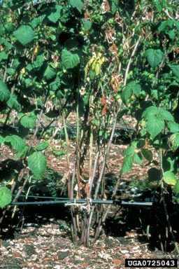 Phytophthora root rot of raspberry (Phytophthora fragariae rubi) on European red raspberry (Rubus idaeus ) - 0725043