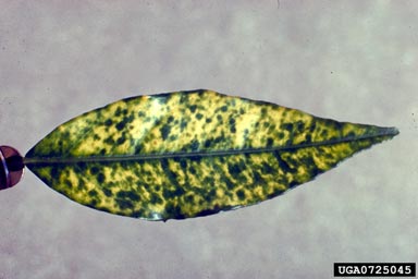 citrus blight disease (  ) on citrus (Citrus spp. ) - 0725045