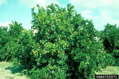 citrus blight disease (  ) on orange (Citrus x sinensis ) - 0725071