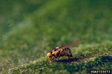 pea leafminer, Liriomyza huidobrensis  (Diptera: Agromyzidae) - 0725073