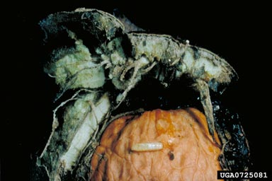 walnut husk fly (Rhagoletis completa ) on English walnut (Juglans regia ) - 0725081