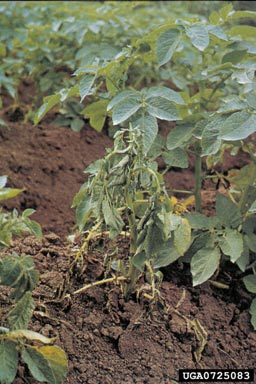 Southern bacterial wilt (Ralstonia solanacearum (except Race 3 Biovar 2)) on potato (Solanum tuberosum ) - 0725083