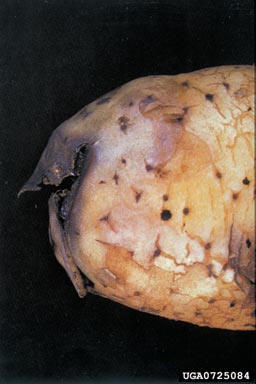 Southern bacterial wilt (Ralstonia solanacearum (except Race 3 Biovar 2)) on potato (Solanum tuberosum ) - 0725084